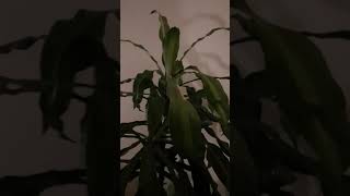 ...sugar❤Heather Nova❤...