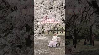 真實情況+最新櫻花開花狀況地圖 全國版🌸超方便！#日本旅遊 #日本自由行 #日本旅行 #櫻花 #櫻