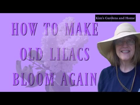 How to Make Old Lilacs Bloom Again