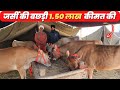 35 लीटर तक दूध देने वाली जर्सी गाय | Jersey cows Dairy Farming in Indi