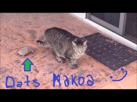 YOU CHALLENGE MAKOA!?