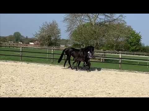 Elsing, Lord Europe-Fürstenball-His Highness