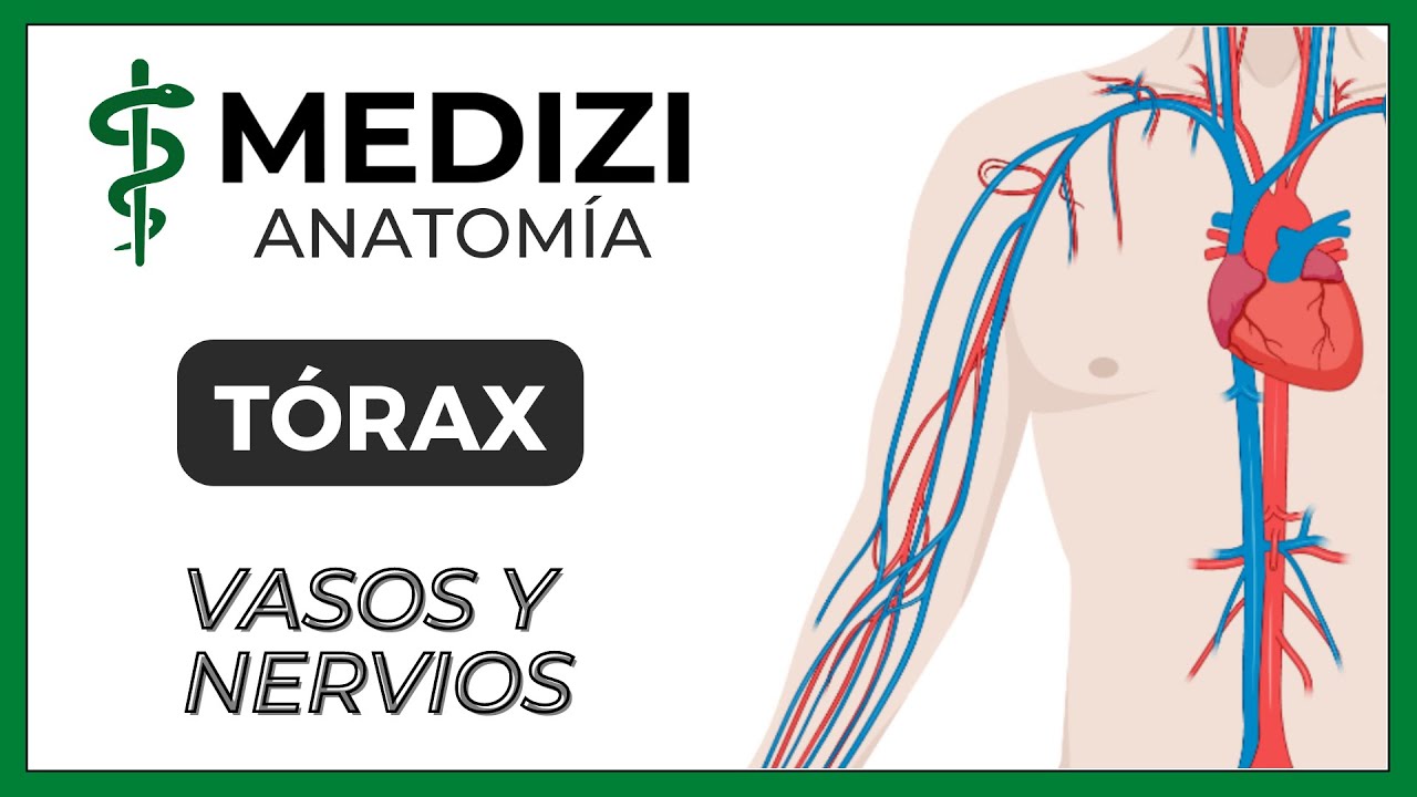 Anatomía del Tórax - Vasos y Nervios