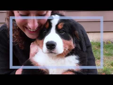 Bernese Mountain Dog breed video