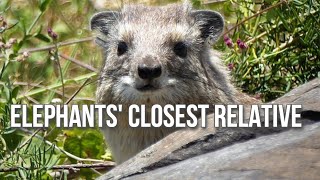 Hyrax: Cousin of the Elephant