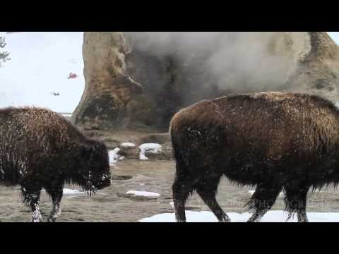 Bison and Giant Geyser