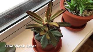 IKEA SUCCULENT Растение в горшке, различные (103.110.06) - відео 1