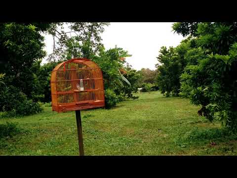 Bigodeiro Tubarão vs torneiro virado
