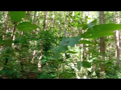  Área de Terra com Reflorestamento em União do Oeste SC ​