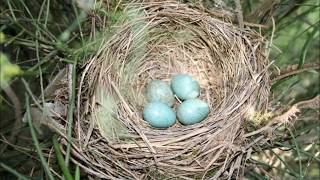 Los Alegres de Teran [Paloma vuelve a tu Nido]