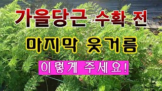 [텃밭농부 1,729]  가을당근밭에 수확 전 마지막 웃거름 주는 방법. #당근재배 #가을당근