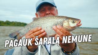 Šapalai nuo Nemuno dambų su su Pauliumi Korsaku | Vienam gale kablys | 4K