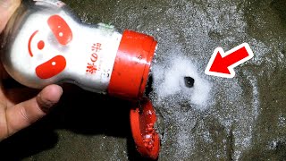 味の素を砂浜にかけると飛び出してくる生き物