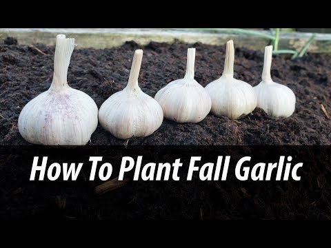 How To Grow Garlic Indoors Anytime Anywhere