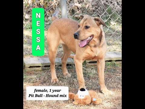 Nessa, an adopted Pit Bull Terrier & Hound Mix in Wedowee, AL_image-1