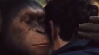Download lagu King kong kocak viral mp3 Download lagu King kong kocak viral mp3
