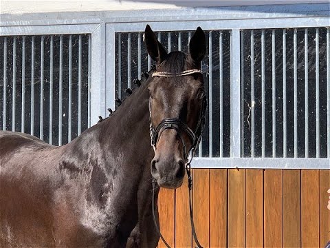 VINCENT VAN GOGH 8j. v. Van Gogh - Heraldik xx VB 12.000,- Euro