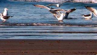 La Guirnalda(Puerto Vallarta)