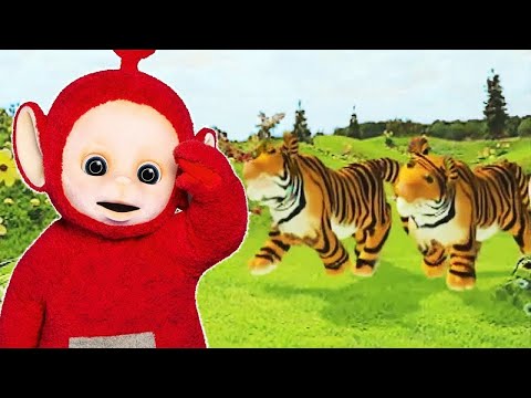 Teletubbies: Special Animals Compilation | Teletubbies | Live Action Videos for Kids | WildBrain