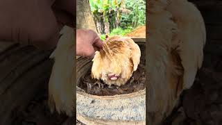 Mais um ovo caipira saindo !!