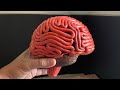 Human Brain Model For Science Exhibition 3d Brain Model Biology Project