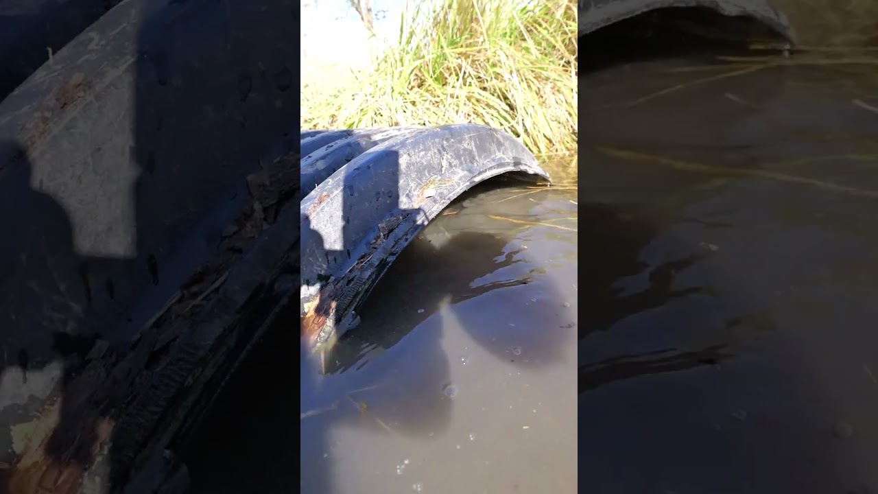 Trapping a Coon with Foil #hunting #trap #shorts