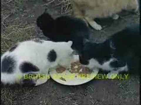 Alastair McDonald - Sam The Skull