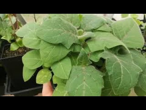 Odc.109 Rośliny bardzo egzotyczne :)