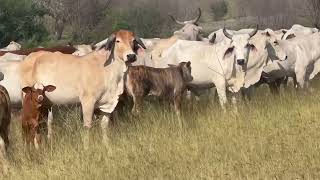 Brahman cows with Hereford sired calves exposed back to the same Hereford Bull pasture 1