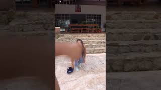 FINAL EPICO! (YouTube no quiere que mires este video) #shorts #tiktok