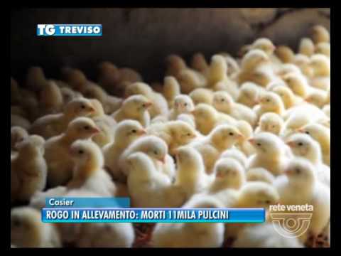 TG TREVISO (13/07/2016) - CASIER: ROGO IN ALLEVAMENTO: MORTI 11MILA PULCINI