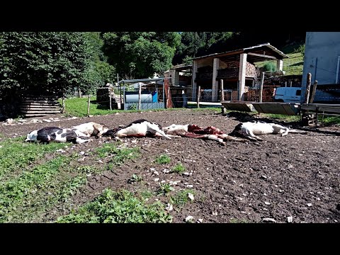 I danni dei lupi agli allevamenti in Lessinia