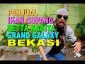 PENJUAL IKAN CUPANG BETTA KABITA DI GRAND GALAXY CITY BEKASI