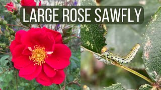 How to Identify and Control Large Rose Sawfly