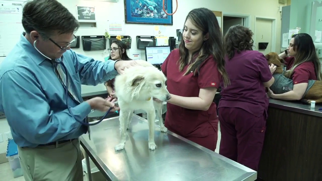 Veterinarian | Chula Vista, CA | Pacific Pet Hospital