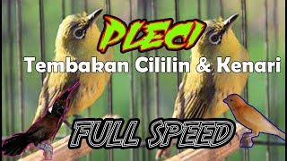 Download lagu Pleci Nembak Cililin dan Kenari Full Speed Untuk Master Ombyokan mp3