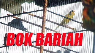 Download lagu DUNIA KENARI : Aksi Kenari BOK BARIAH Juara 2 Milik Mr. Apeng Di Ketapang Krotosari Axis Cup mp3