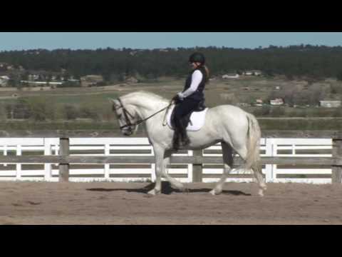 Raza - PRE Spanish Andalusian Dressage Gelding  - SOLD