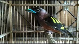 Download lagu Suara Burung Sempur Hujan Rimba mp3