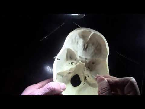 Cranial Cavity (Norma Basalis Interna)