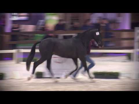 78 DIADITION (DIACONTINUS x FOR EDITION)