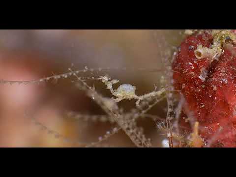 25 Skeleton Shrimp + Lobster-+ Prawn G - scuba diving video