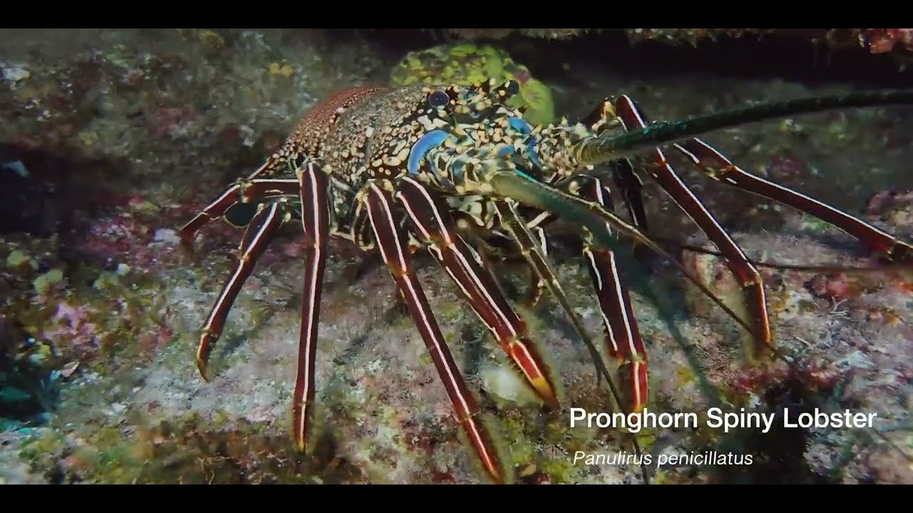 Sixth of 6 Pacific Shrimp videos, genus and species.