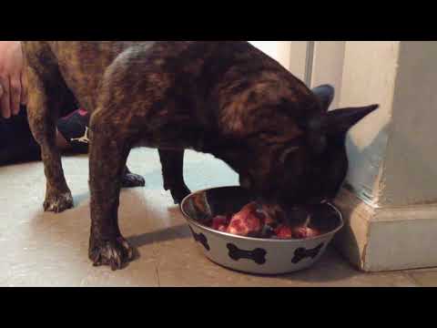 Hunter the Frenchie eating raw chicken, liver, gizzards, kidney, and heart!