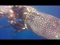 Brave Divers Rescued Whale Shark