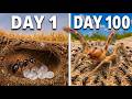 I Put 100 Bullet Ants Against A Desert Monster 100 Days Of Colony War