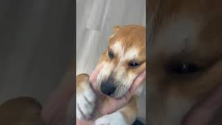 Video preview image #1 Beagle-Unknown Mix Puppy For Sale in Arlington, VA, USA