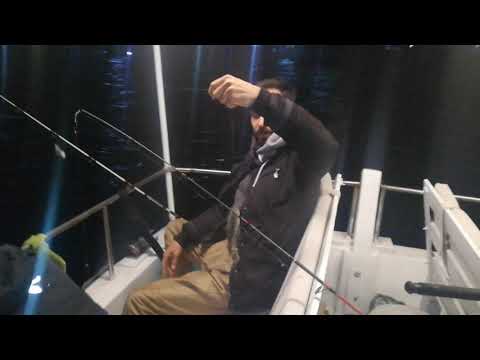 Boğazda Yücel Kaptan ile Çinekop avı 08.10.2021 Resim