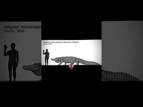 Deinosuchus 💀 #shorts #dinosaur #alligator #deinosuchus #prehistoric