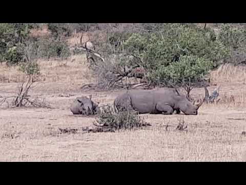 Fighting warthogs, resting rhinos and an impala